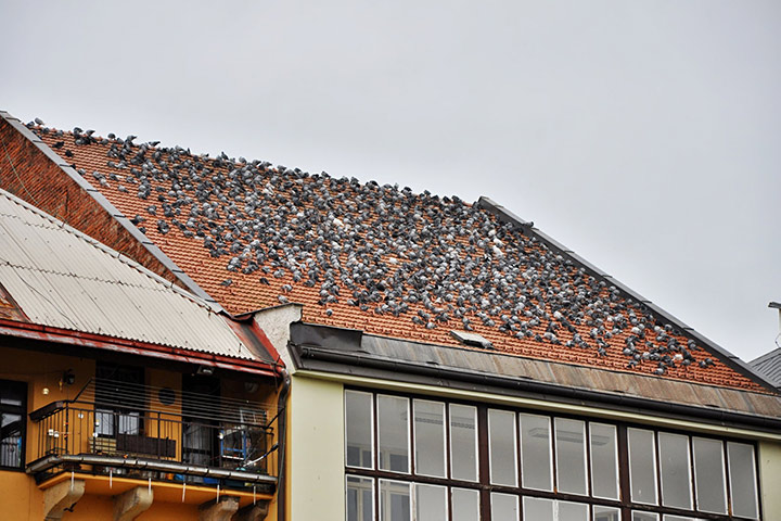 A2B Pest Control are able to install spikes to deter birds from roofs in Sidcup. 