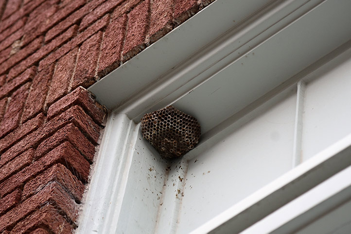 We provide a wasp nest removal service for domestic and commercial properties in Sidcup.